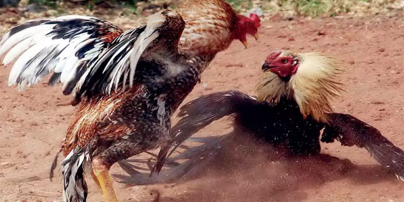 Có rất nhiều địa chỉ uy tín để bạn tham gia Đá Gà Thomo