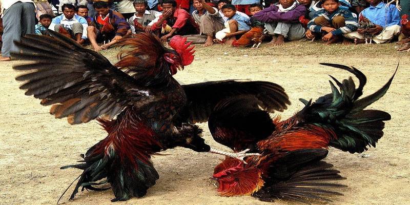 Những điểm nổi bật của đá gà C3 khiến hình thức này được ưa chuộng