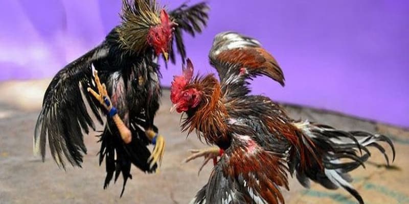 Điểm qua luật chơi của giải đá gà để tham gia tốt hơn