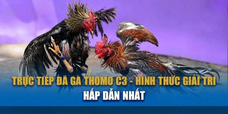 Khám phá những ưu điểm nổi bật khi tham gia xem đá gà trực tếp C3