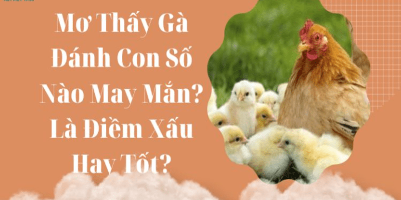 Những điềm báo khi chêm bao thấy gà