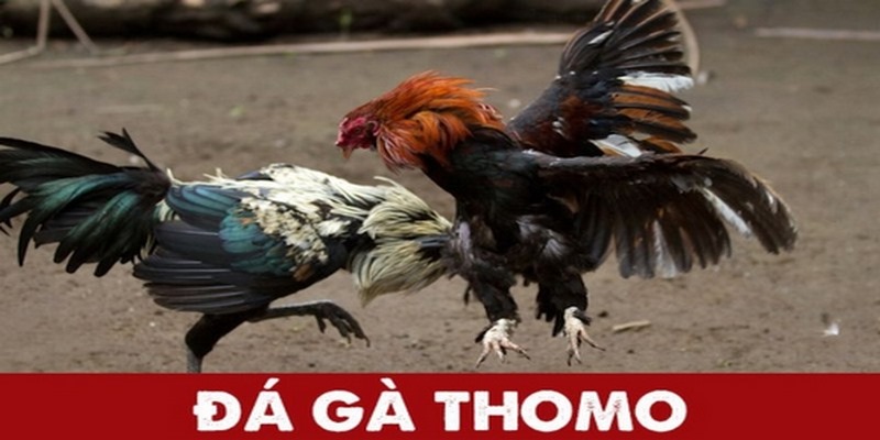 Khái niệm về gà danh Thomo
