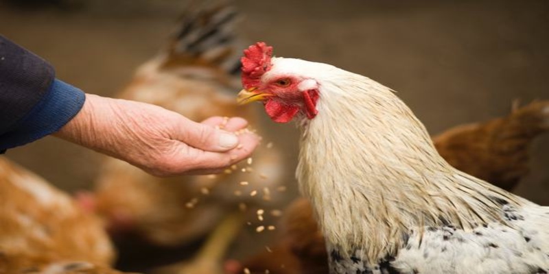 Chiêm bao thấy bản thân đang nuôi loài vật này